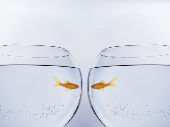 Two fish in separate glass bowls, SociShare, Social Media Management